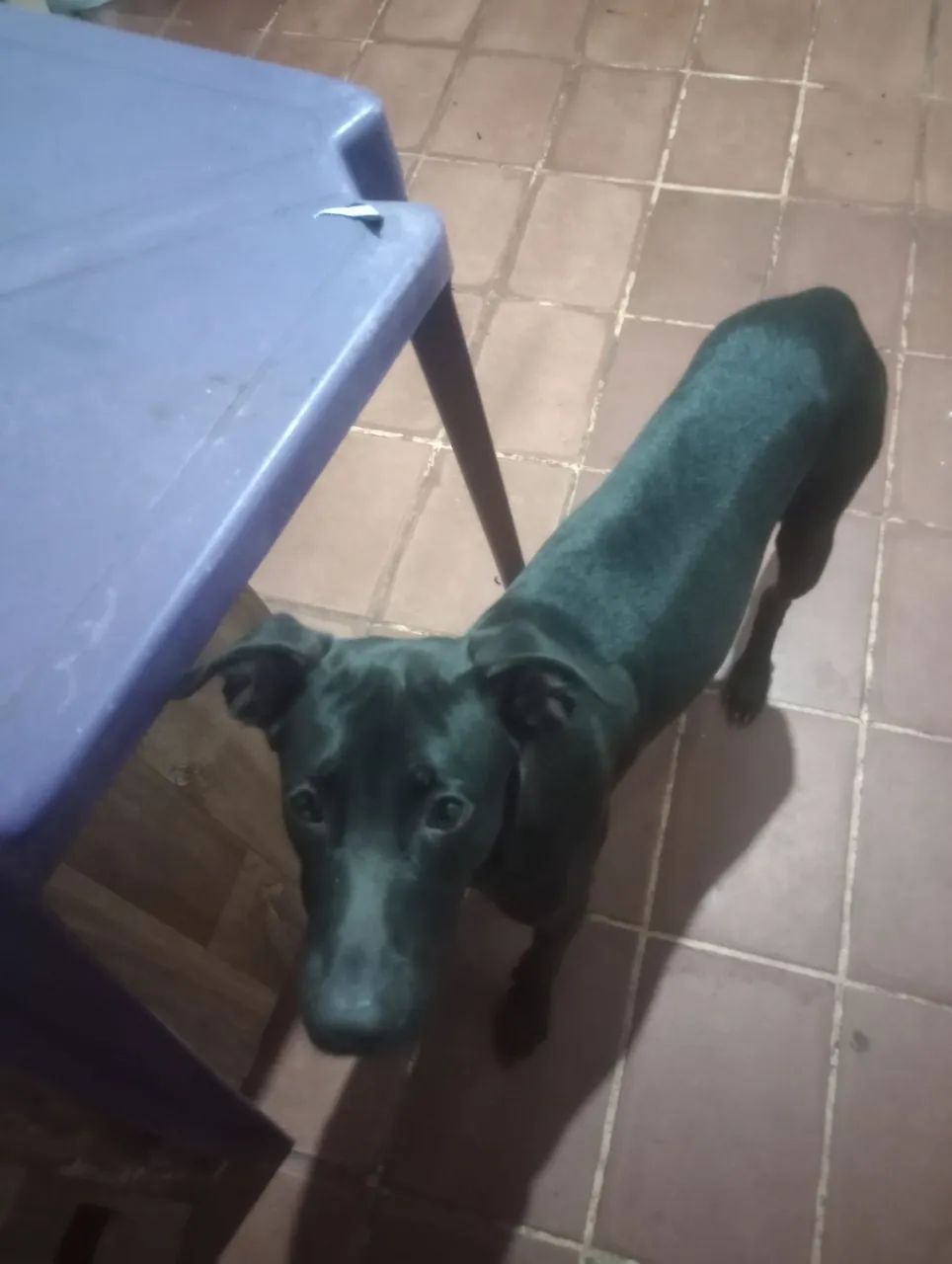 Cachorro Para Adoção  - Foto 3