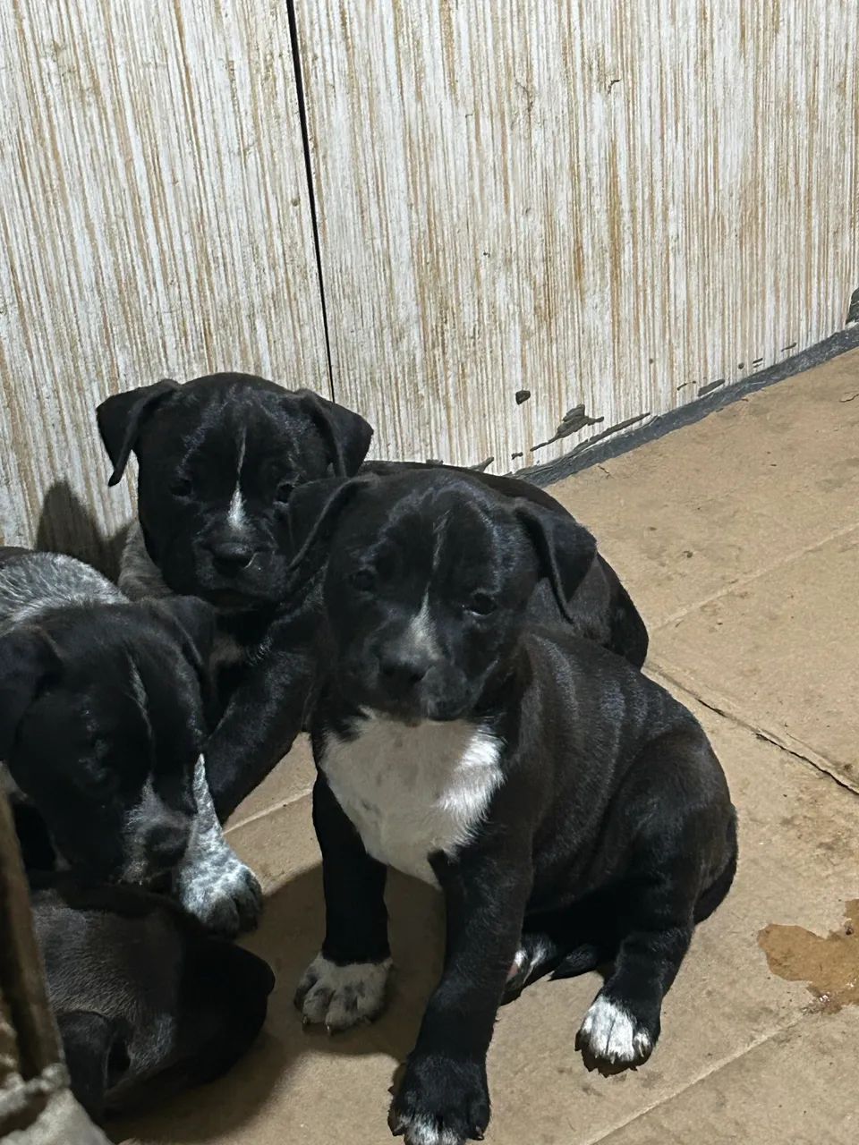American Bully