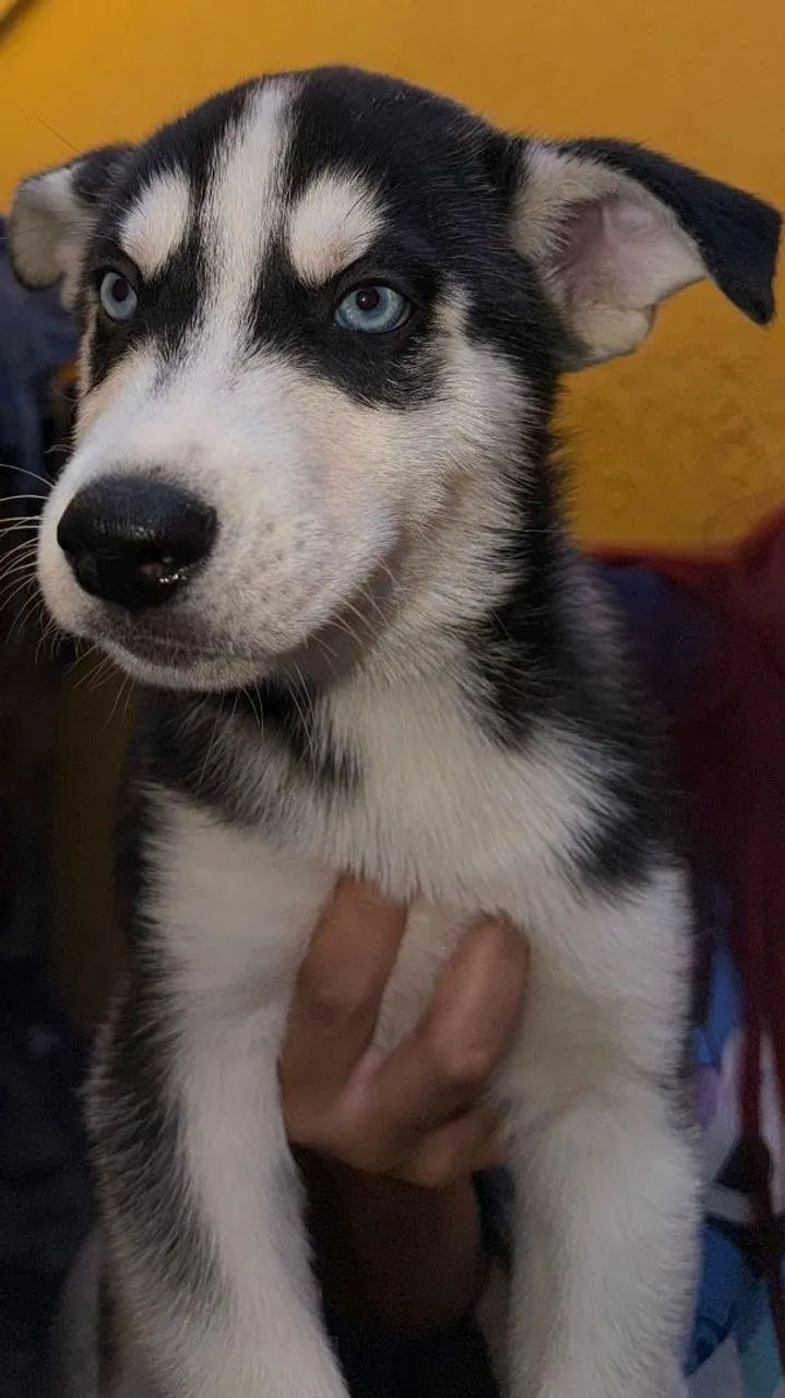 Husky siberiano - Foto 3