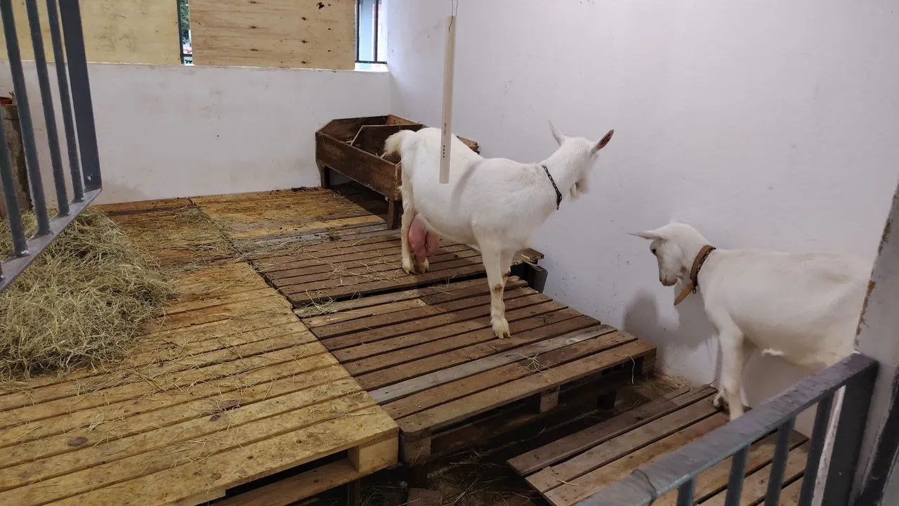 Ovelhas e  Reprodutores e Cabras  - Foto 5