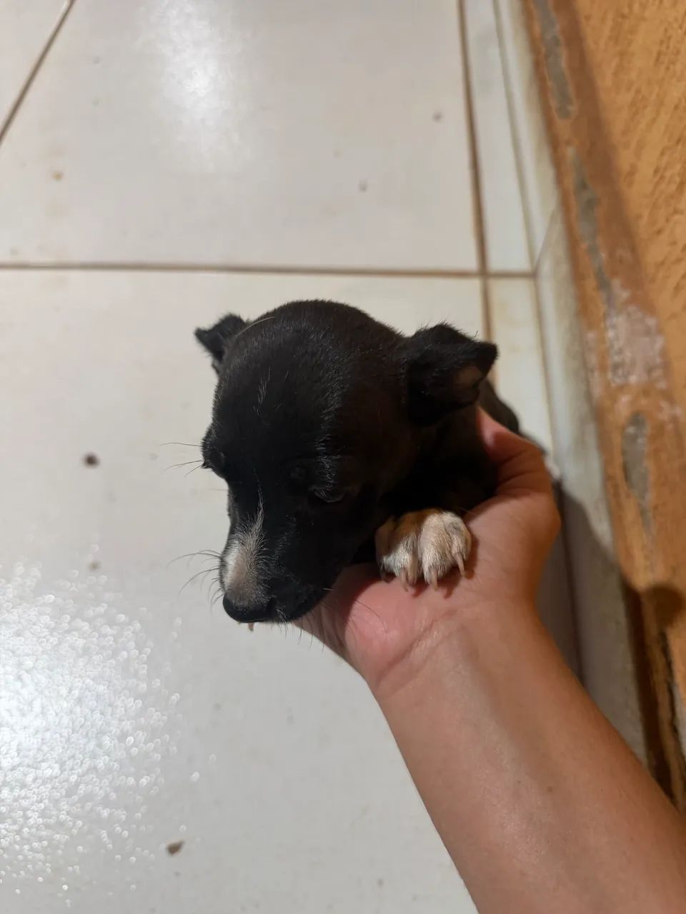 Doação de cachorro 
