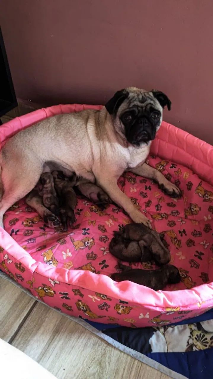 Pug - Foto 3