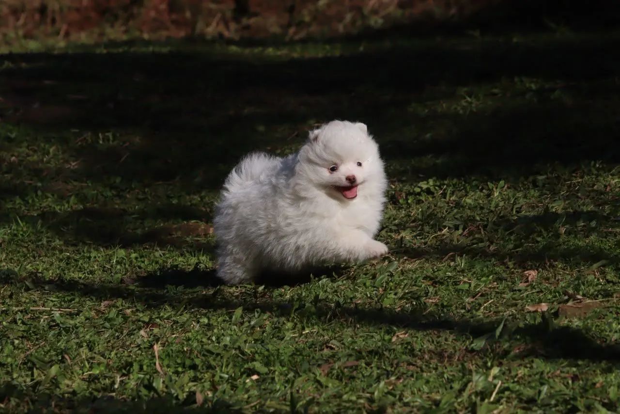 Spitz Alemão 