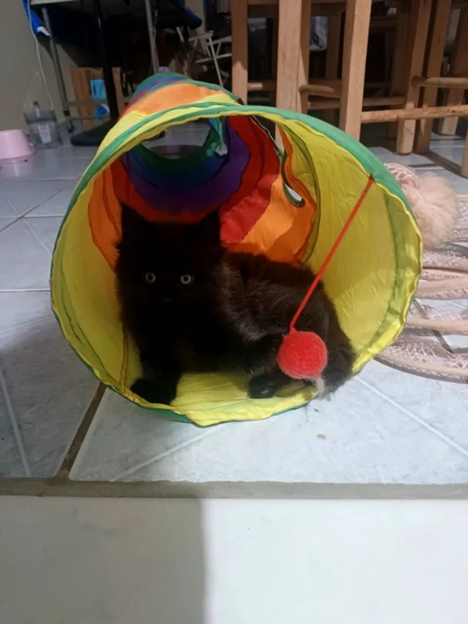 Fêmea Maine Coon - Foto 3