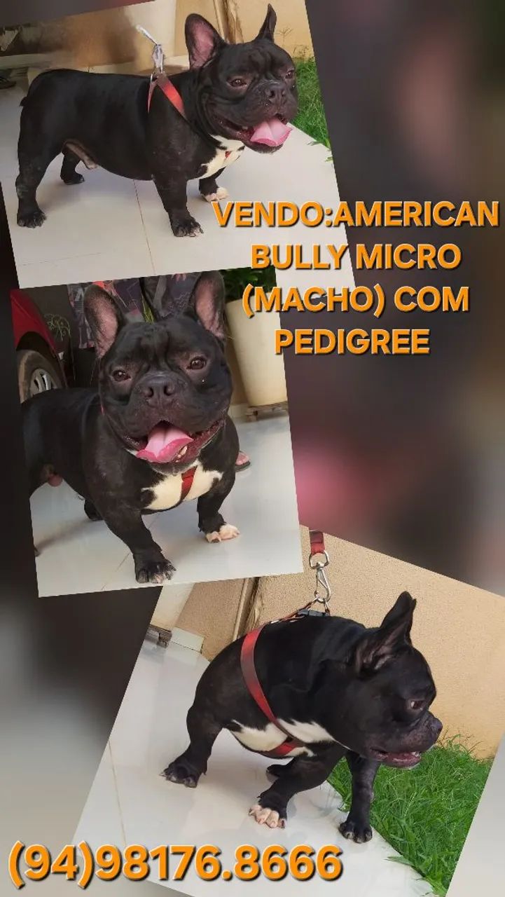 Vendo lindos Cães da raça American Bully  - Foto 2