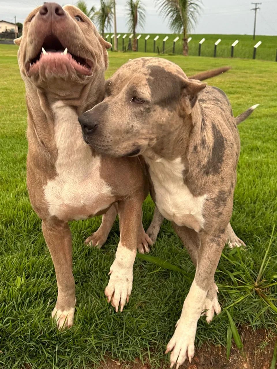 AMERICAN BULLY XL - Foto 4