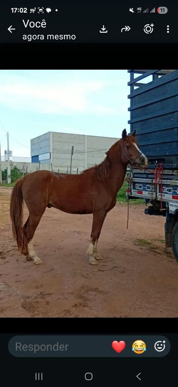 Cavalos 