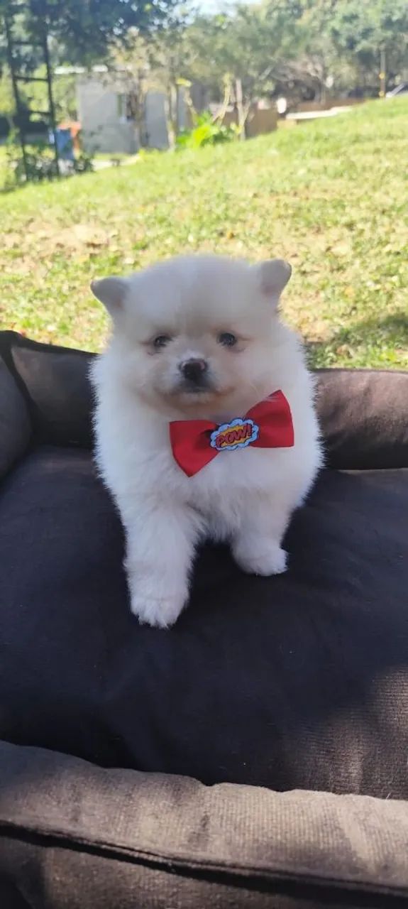 Spitz alemão  - Foto 4