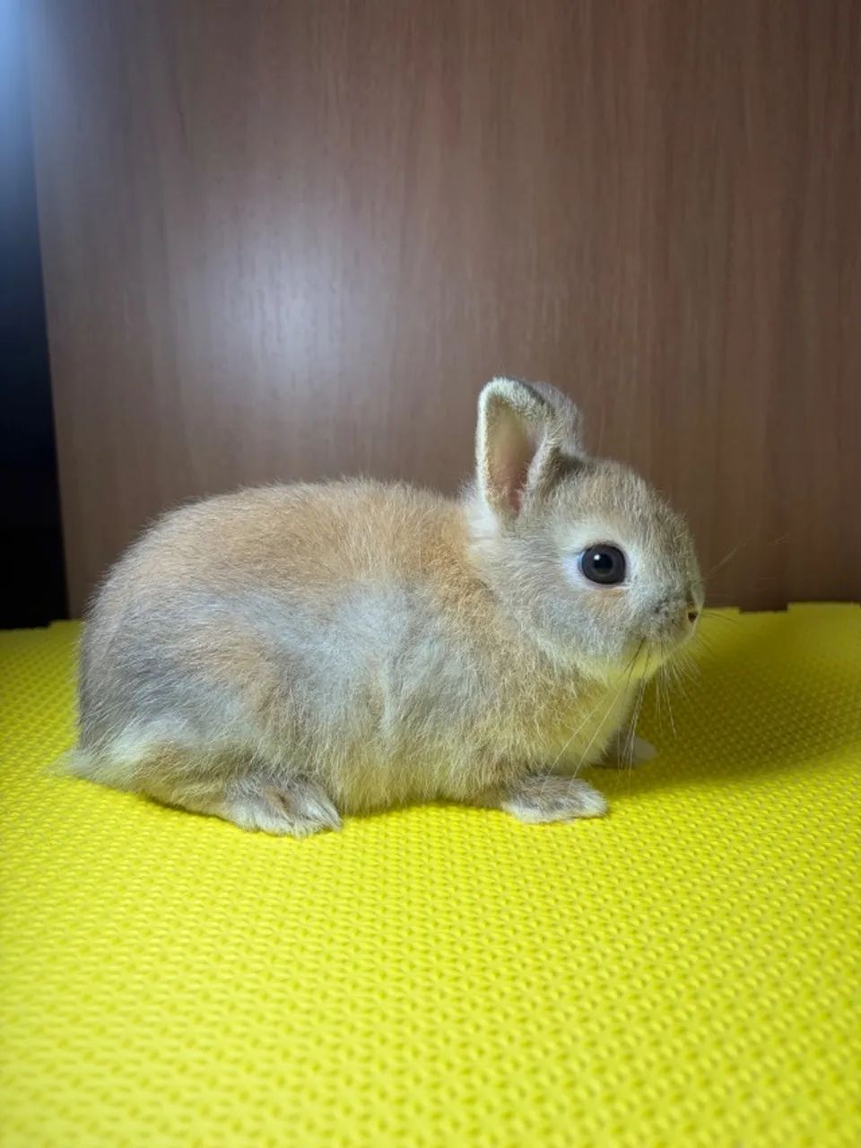 Coelho Netherland Dwarf  - Foto 3