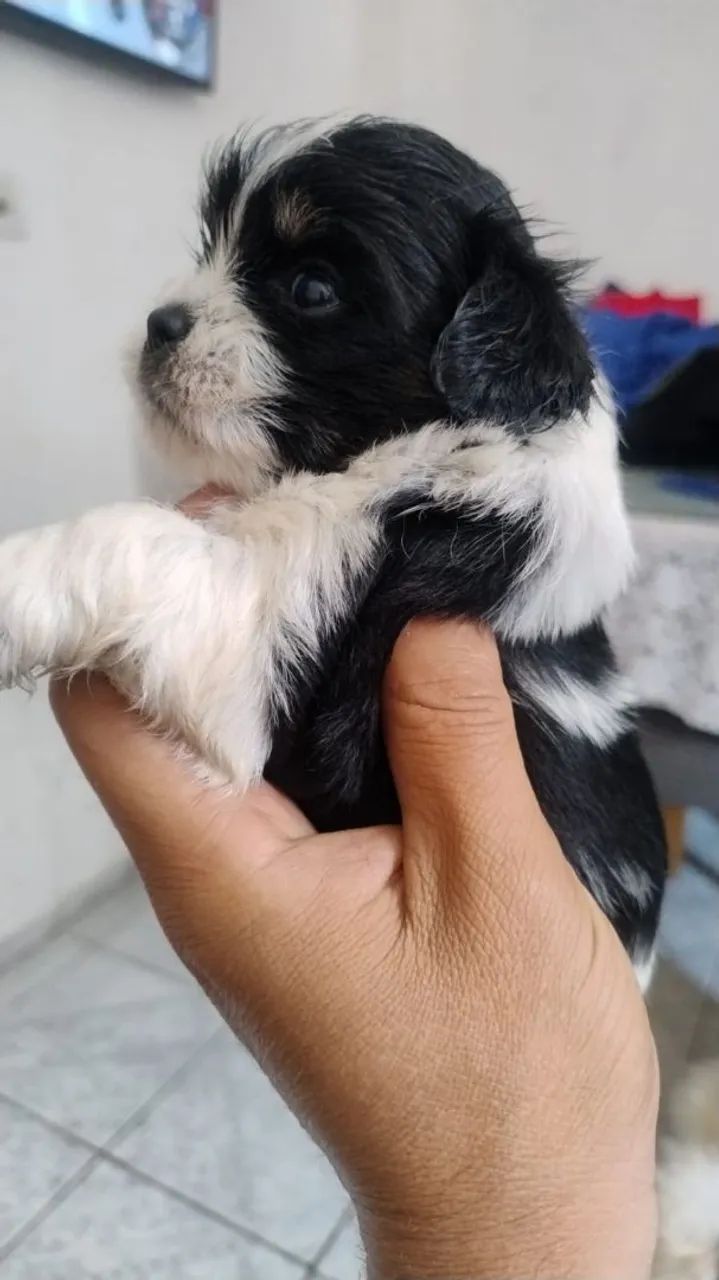 Filhotes de cachorro lhasa - Foto 4