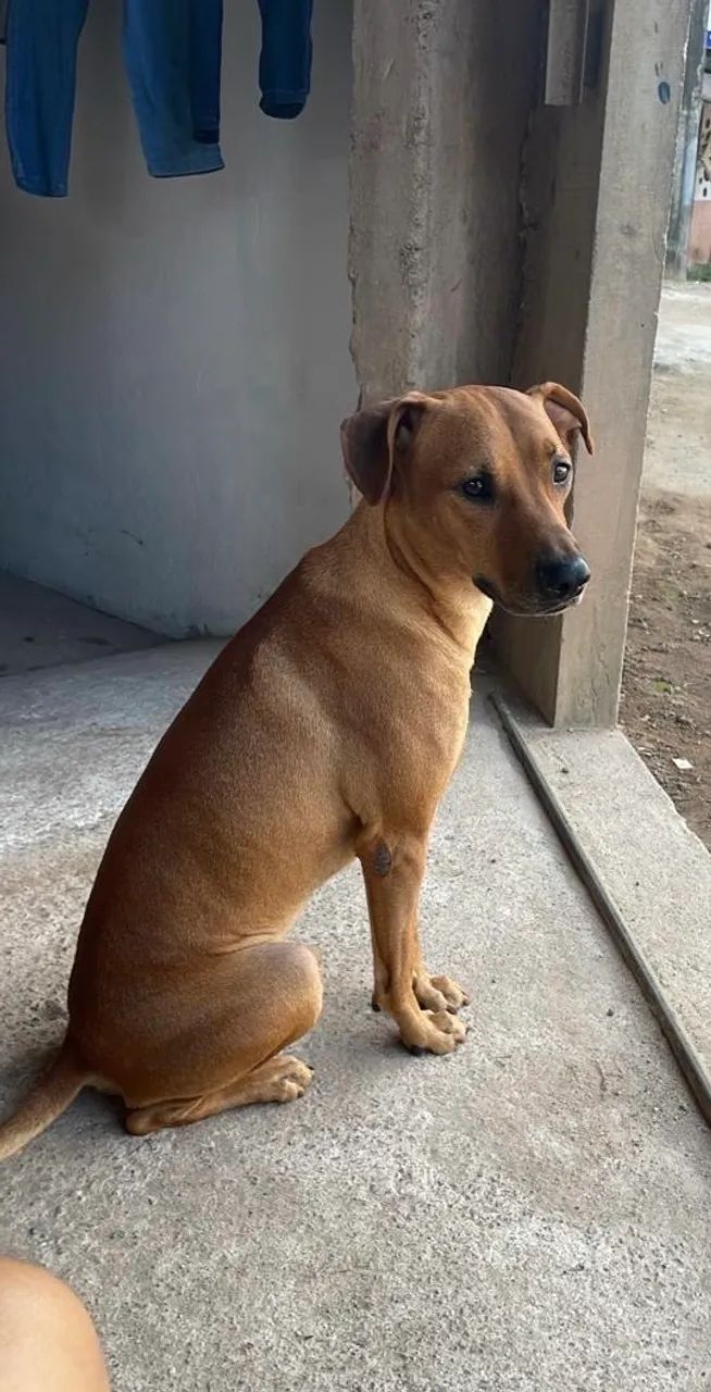 Doação responsável  - Foto 3