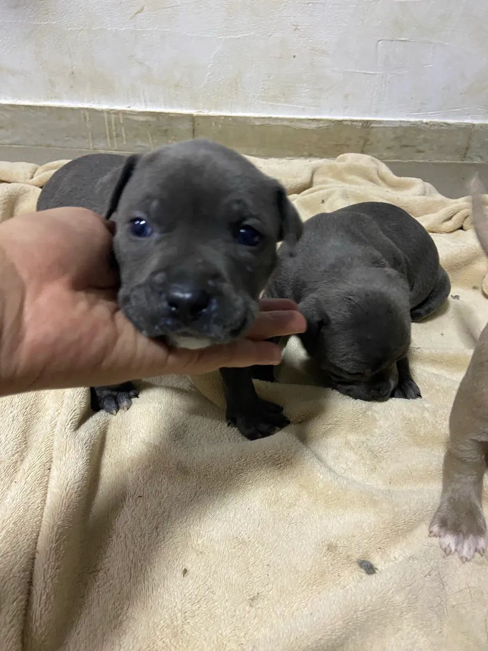 Vendo American Bully - Foto 5