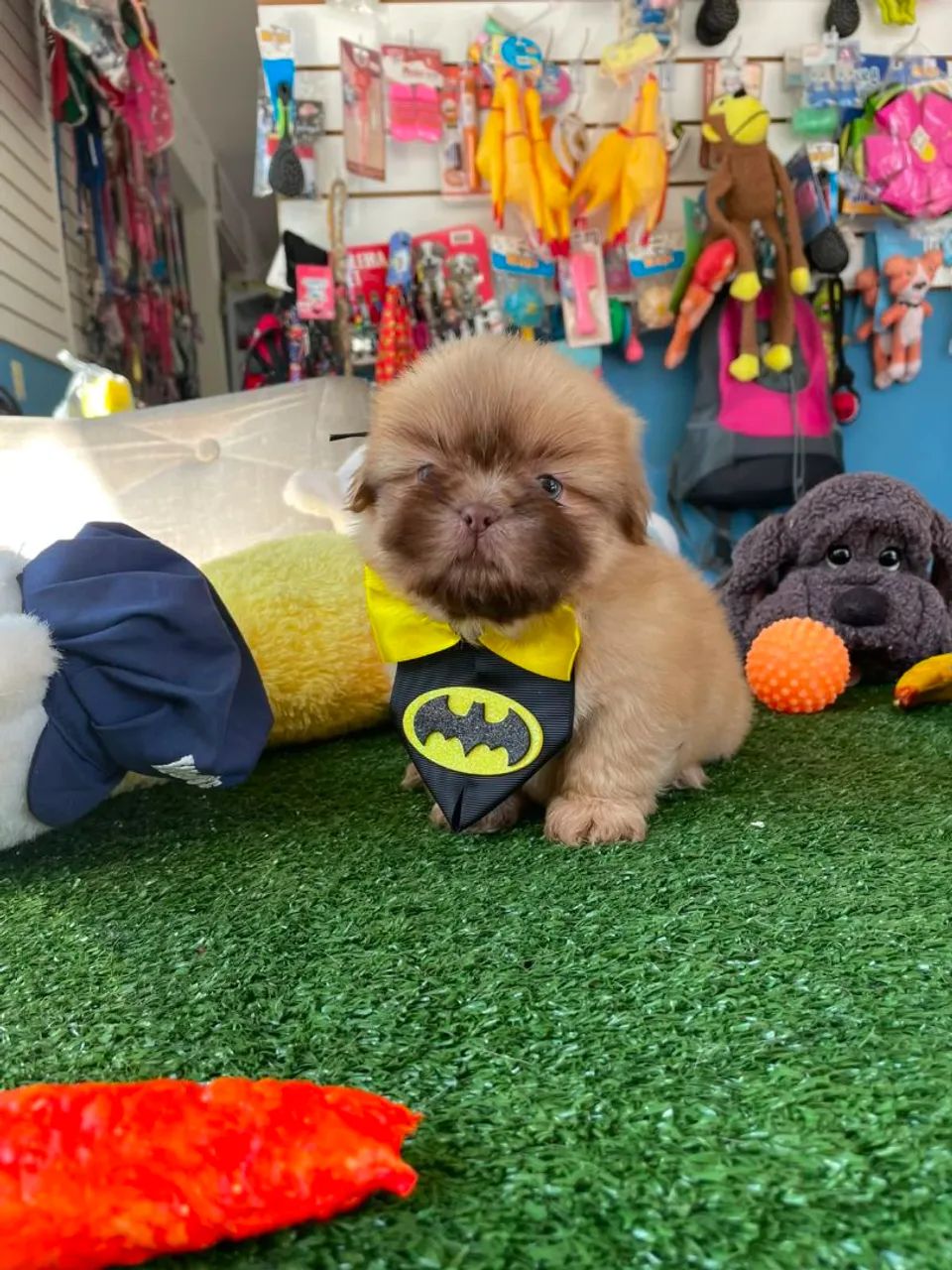 Shihtzu macho chocolate olhos verdes 
