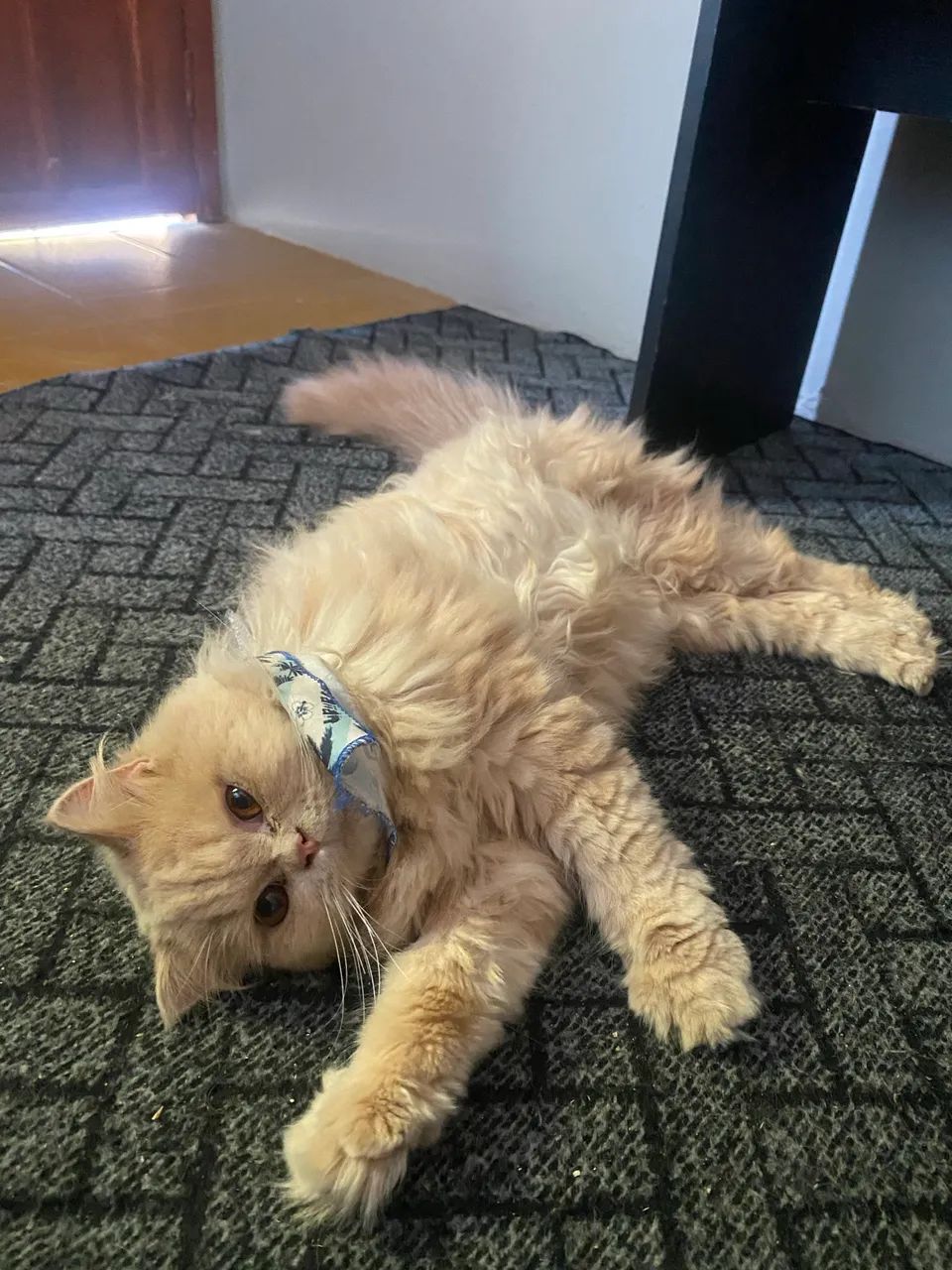 Gato Pérsia 