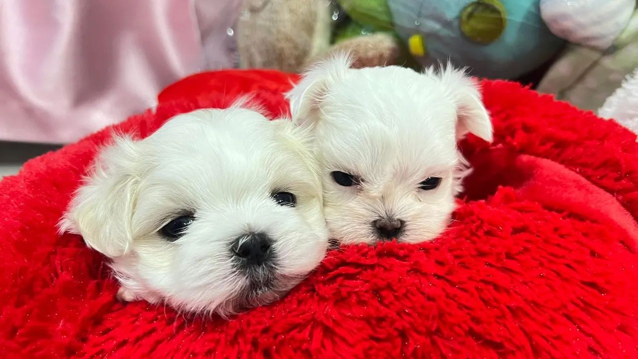 Raça maltês com pedigree  - Foto 3