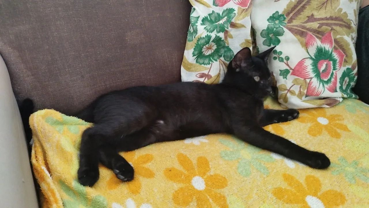 Doação  - Foto 2
