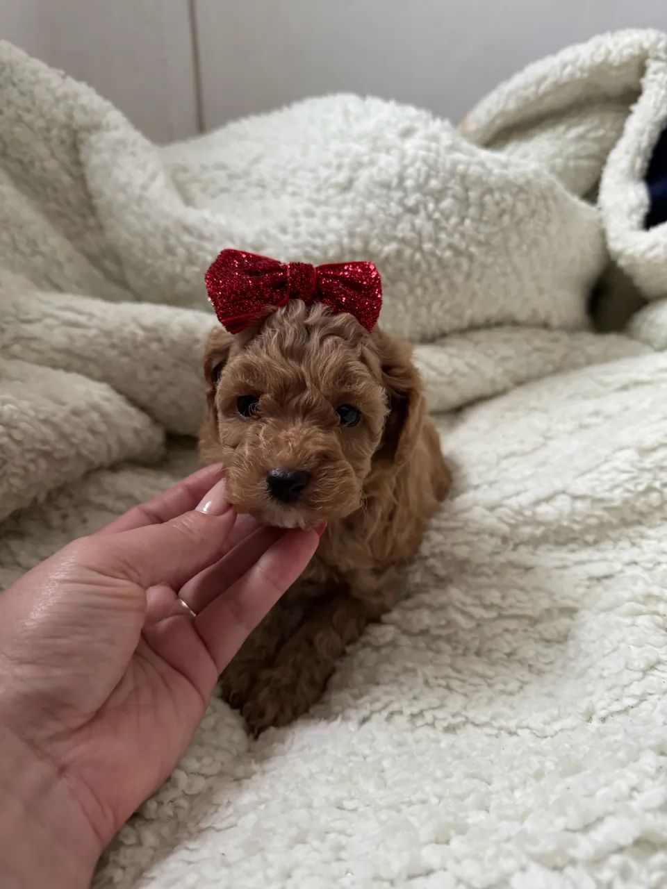 Poodle Toy filhote com contrato e garantia - Foto 3