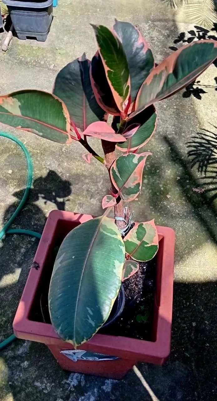 Ficus elástica  - Foto 2