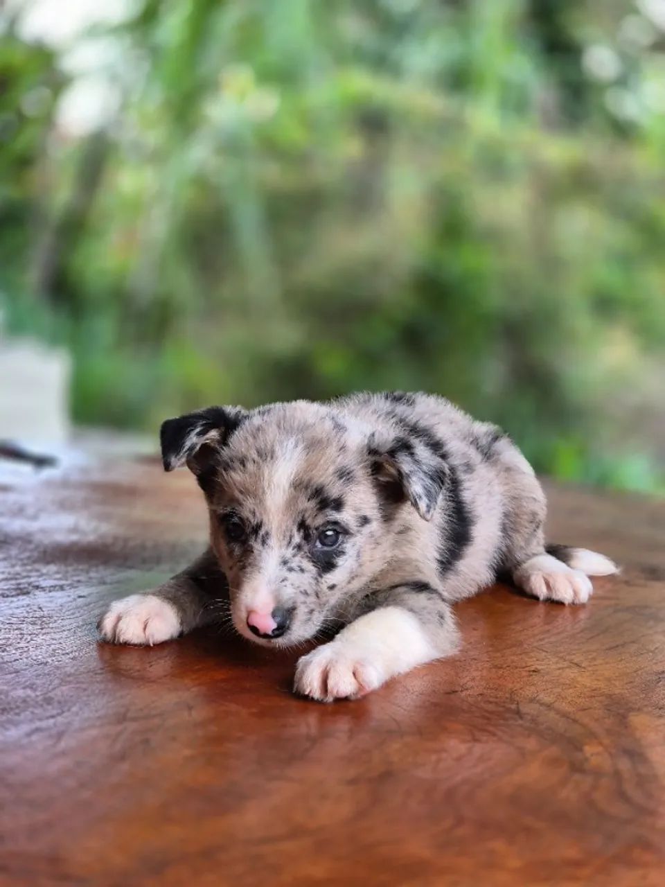 O BORDER COLLIE QUE FALTAVA NA SUA FAMÍLIA ESTÁ AQUI! - Foto 5