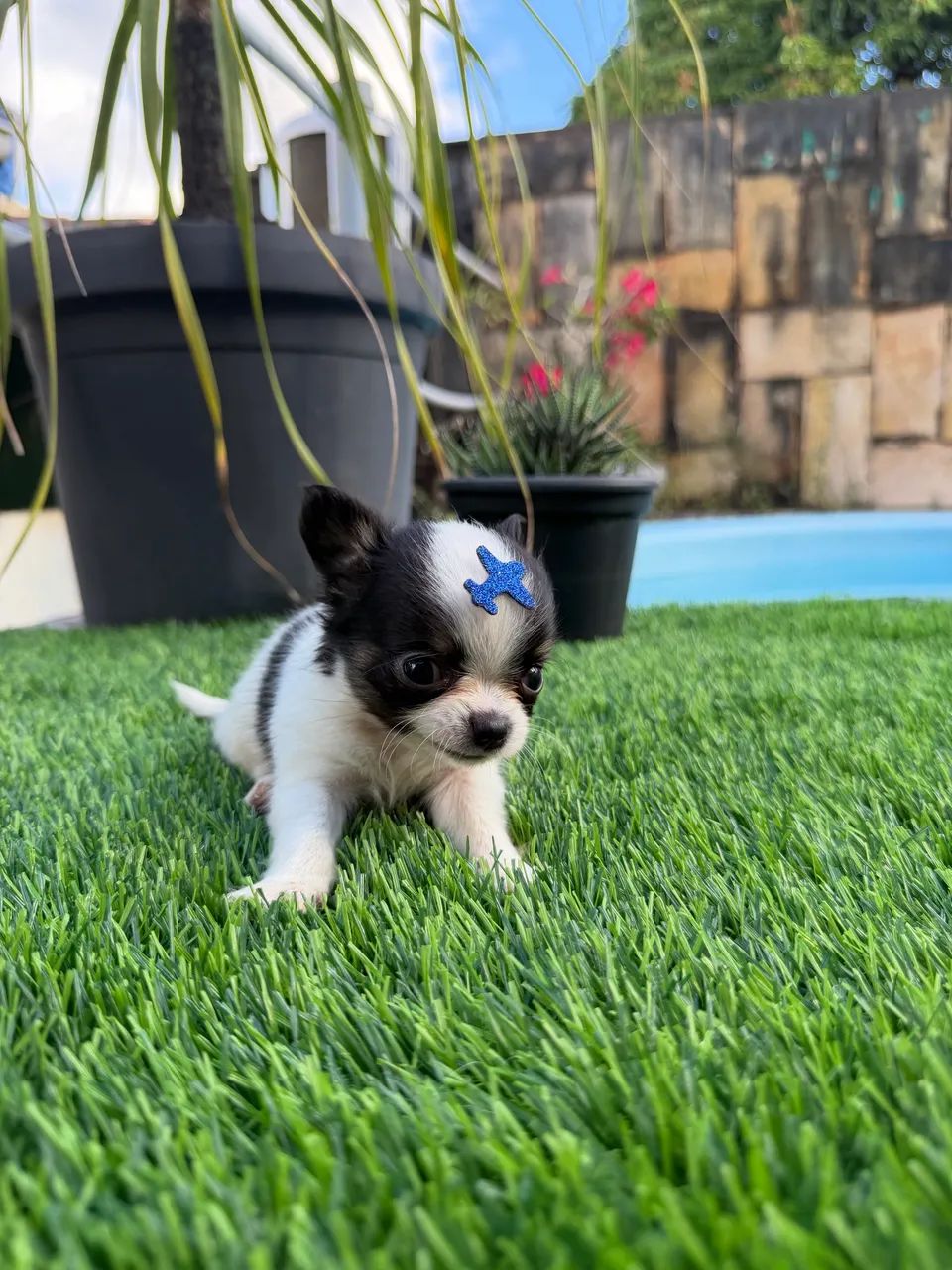 Chihuahua Miniatura  - Foto 2