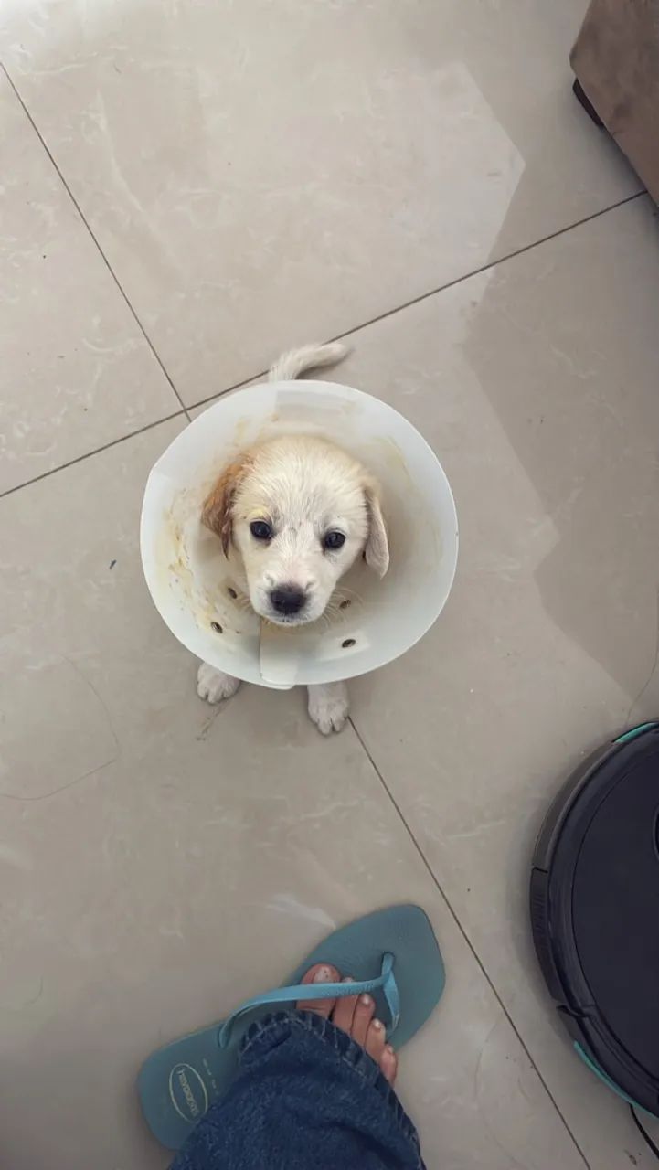 Doação filhote Lua - Foto 4
