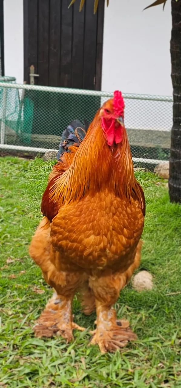 Galo