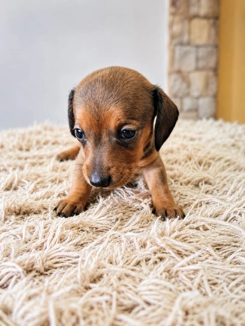 Dachshund - Foto 3