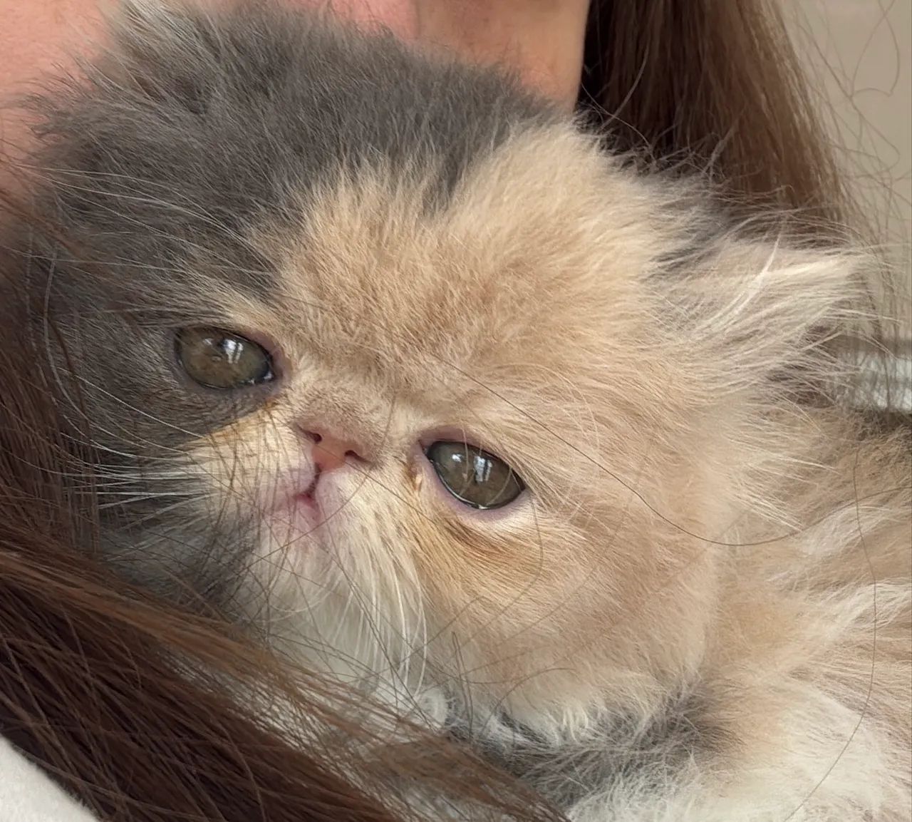 Filhote gato persa fêmea  - Foto 2