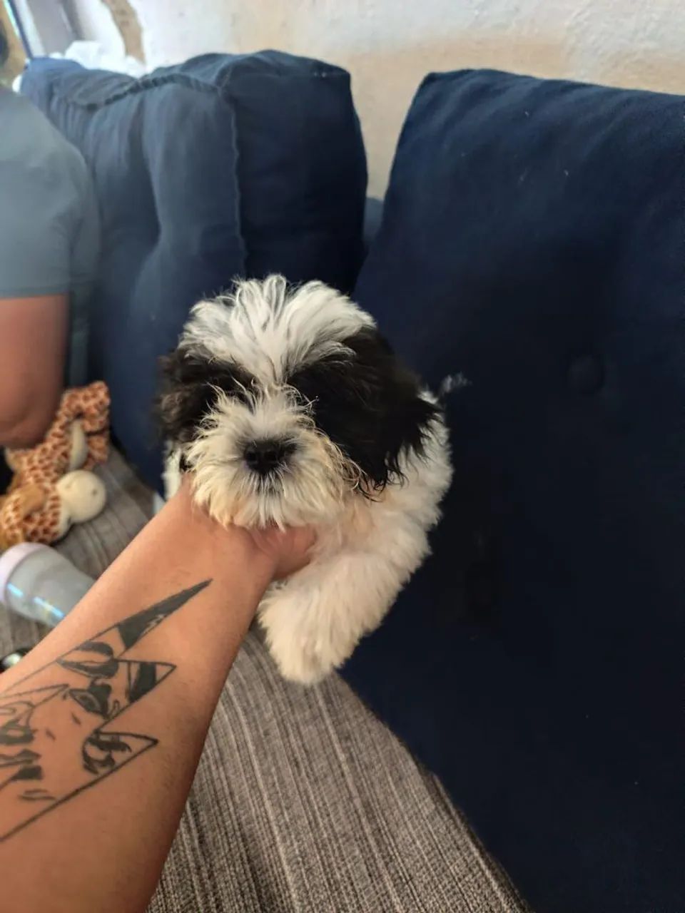 CACHORRO SHITZU COM POODLE A VENDA 