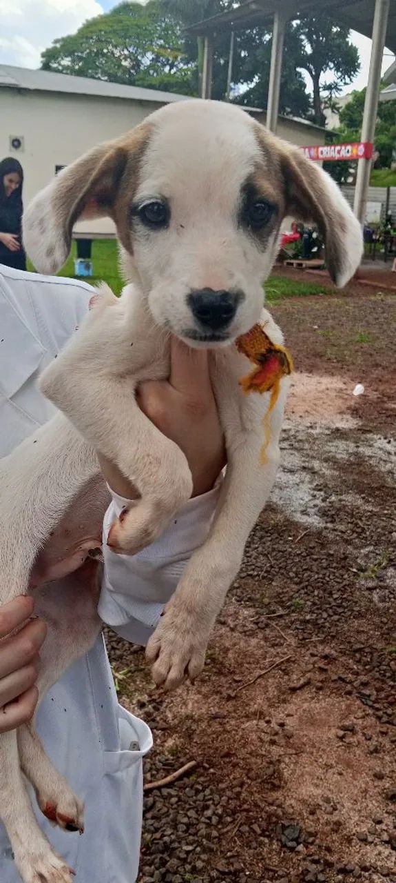 Filhote para doação Paçoca  - Foto 4