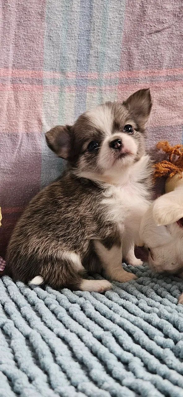 Chihuauha 
