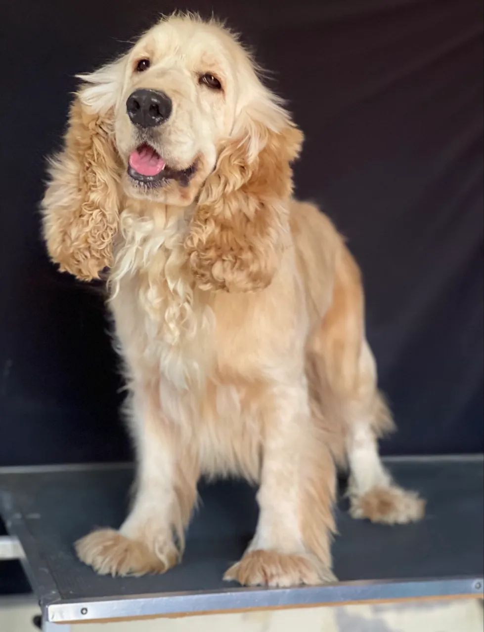 Cocker Spaniel adultos