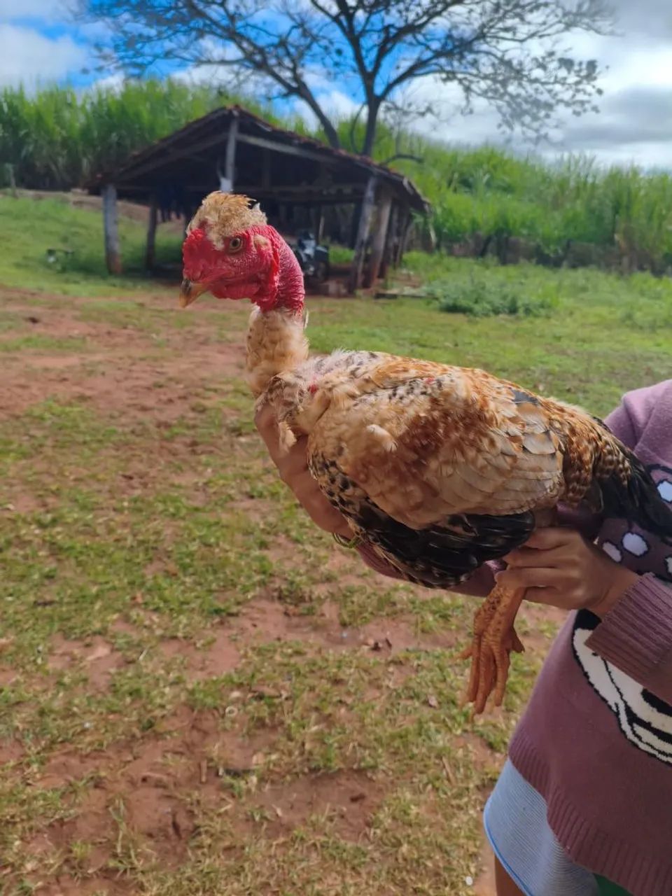 Vendo ou troco galo  - Foto 2