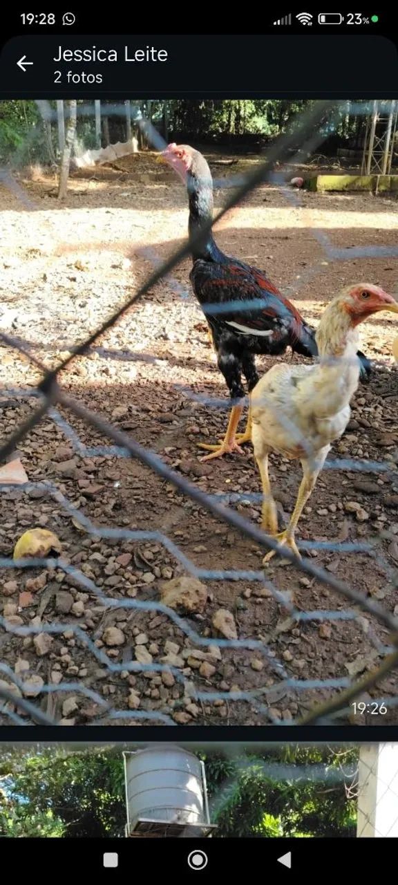 Casal de índio gigante  - Foto 2