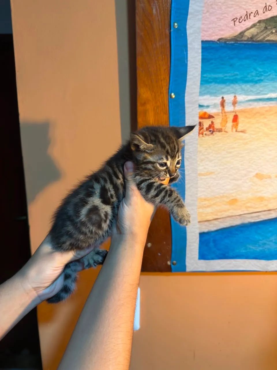Bengal  - Foto 4