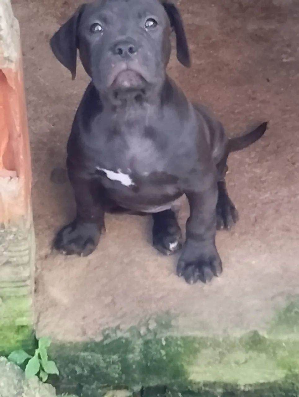 Pra vende  - Foto 5