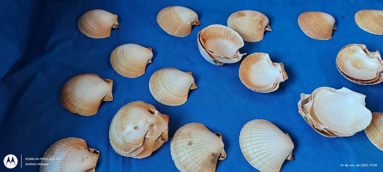 CONCHA DO MAR  - Foto 2