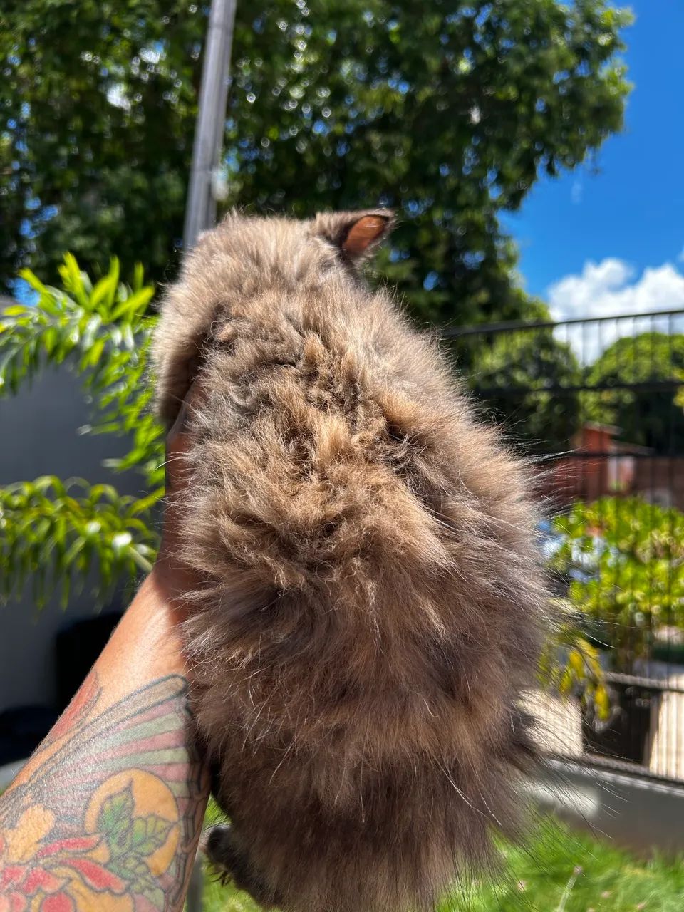 Gata persa fêmea  - Foto 4