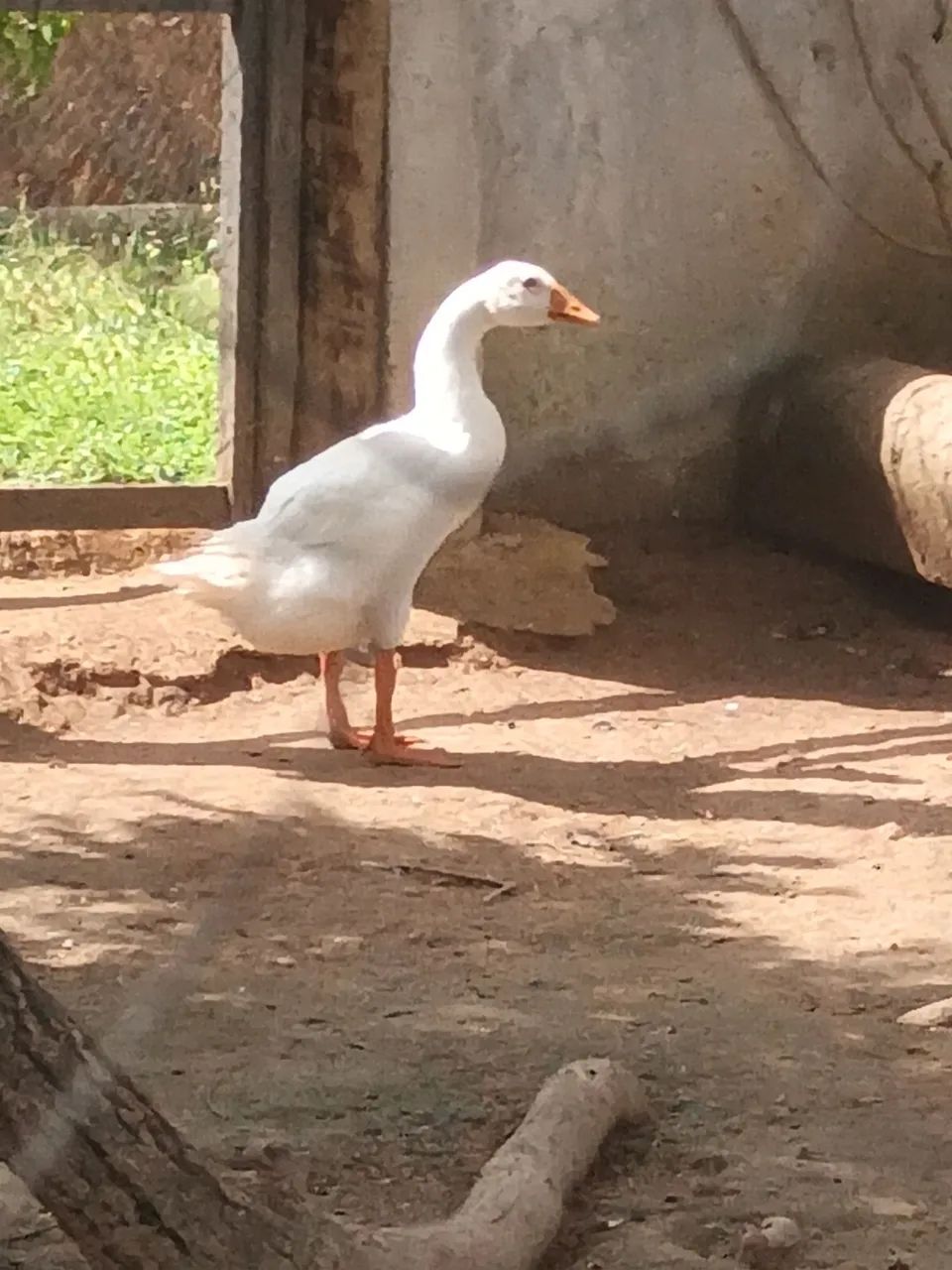 Ganso
