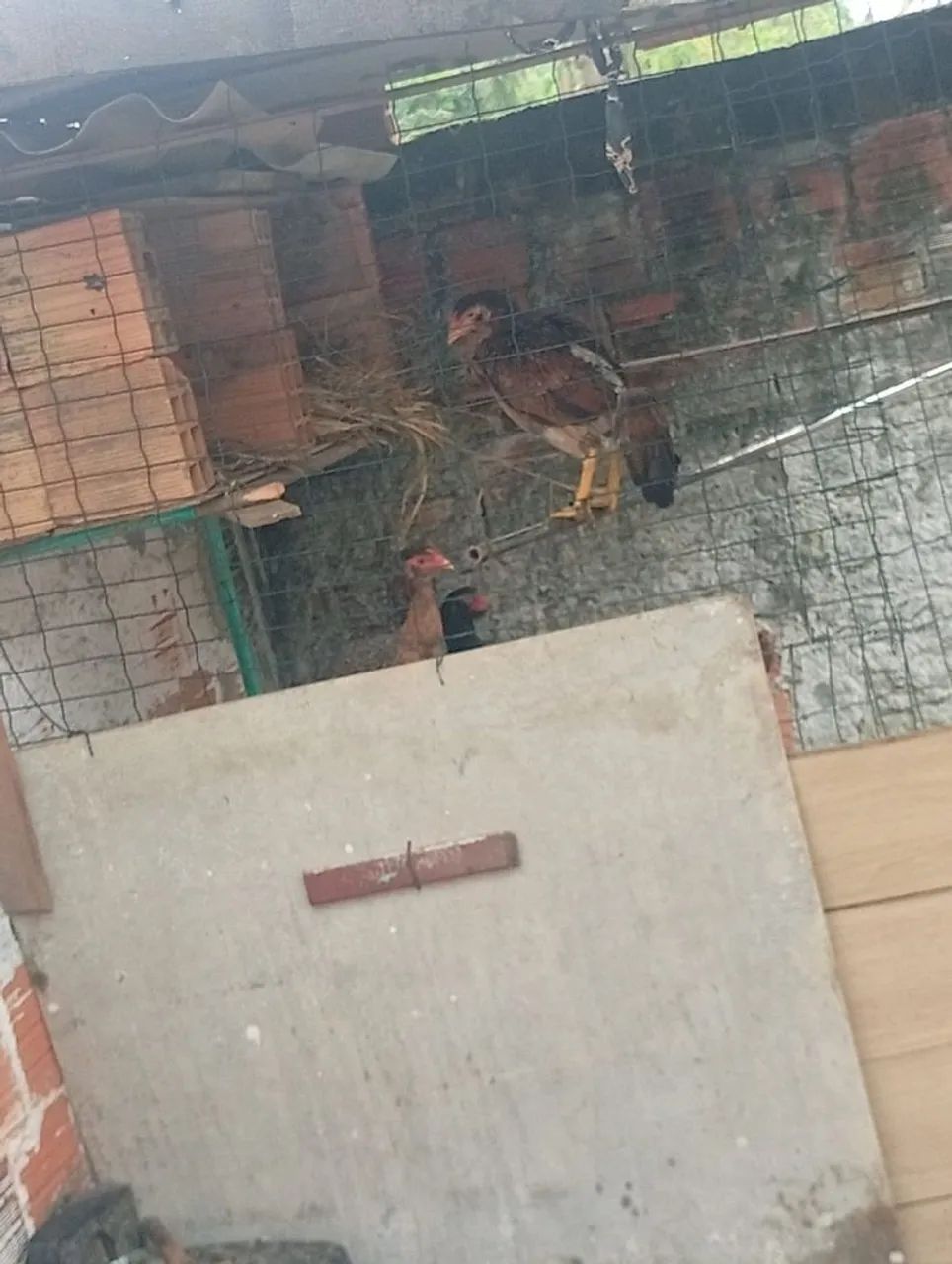 1 galo 6 galinha - Foto 5