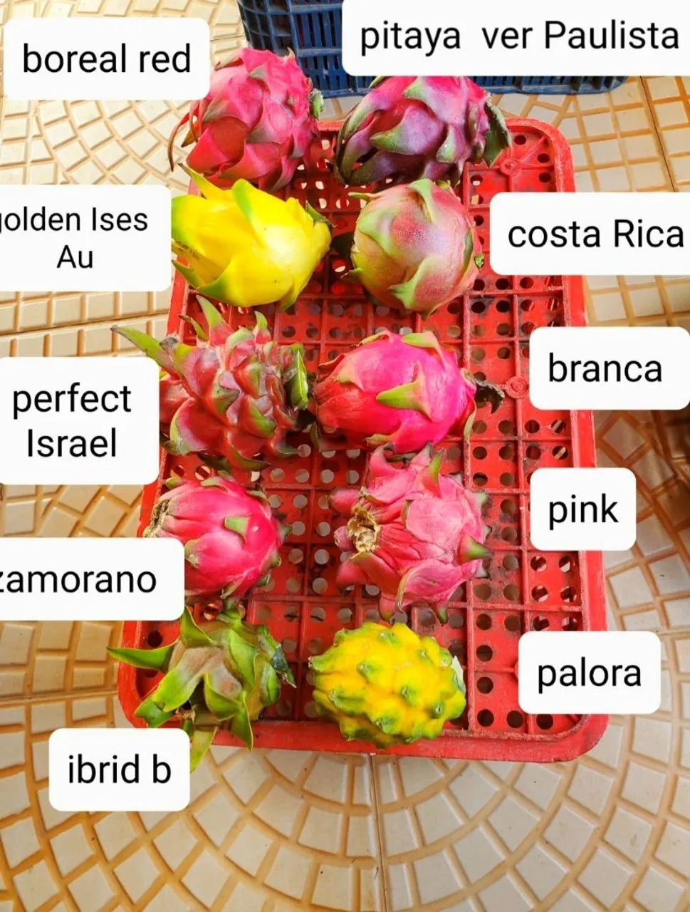 Mudas de pitaya  - Foto 3