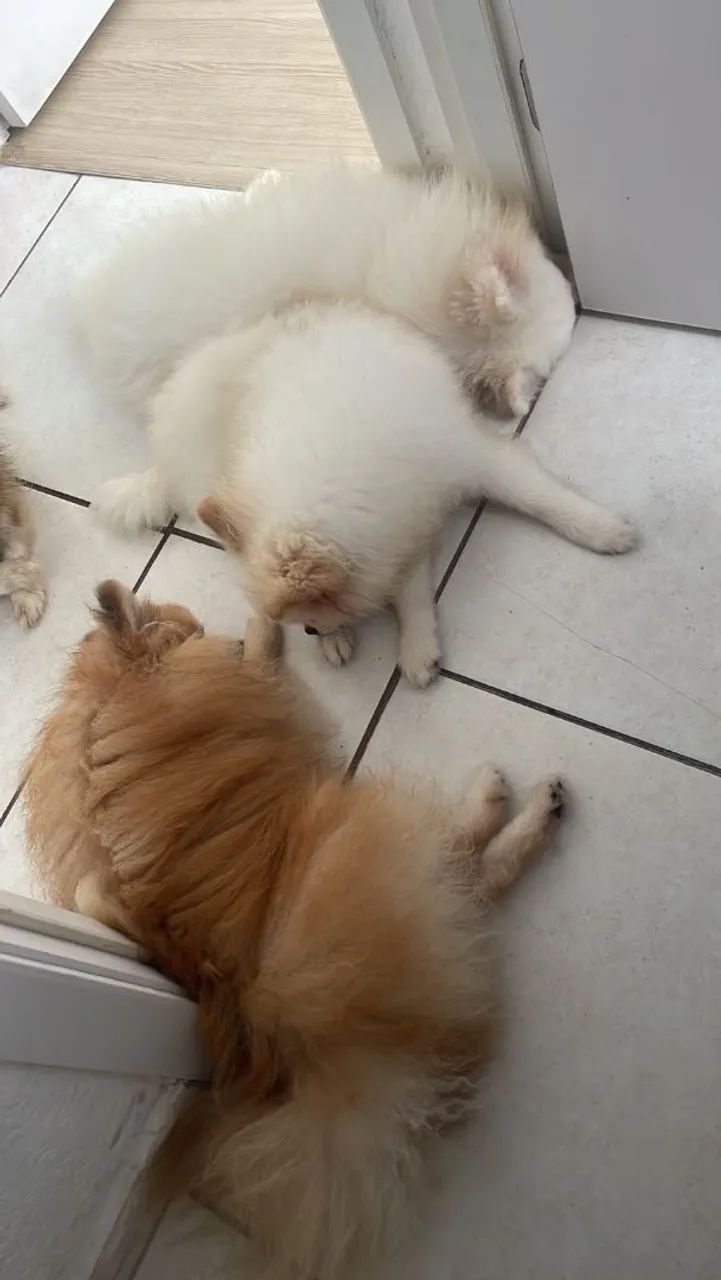 Cachorro  - Foto 4