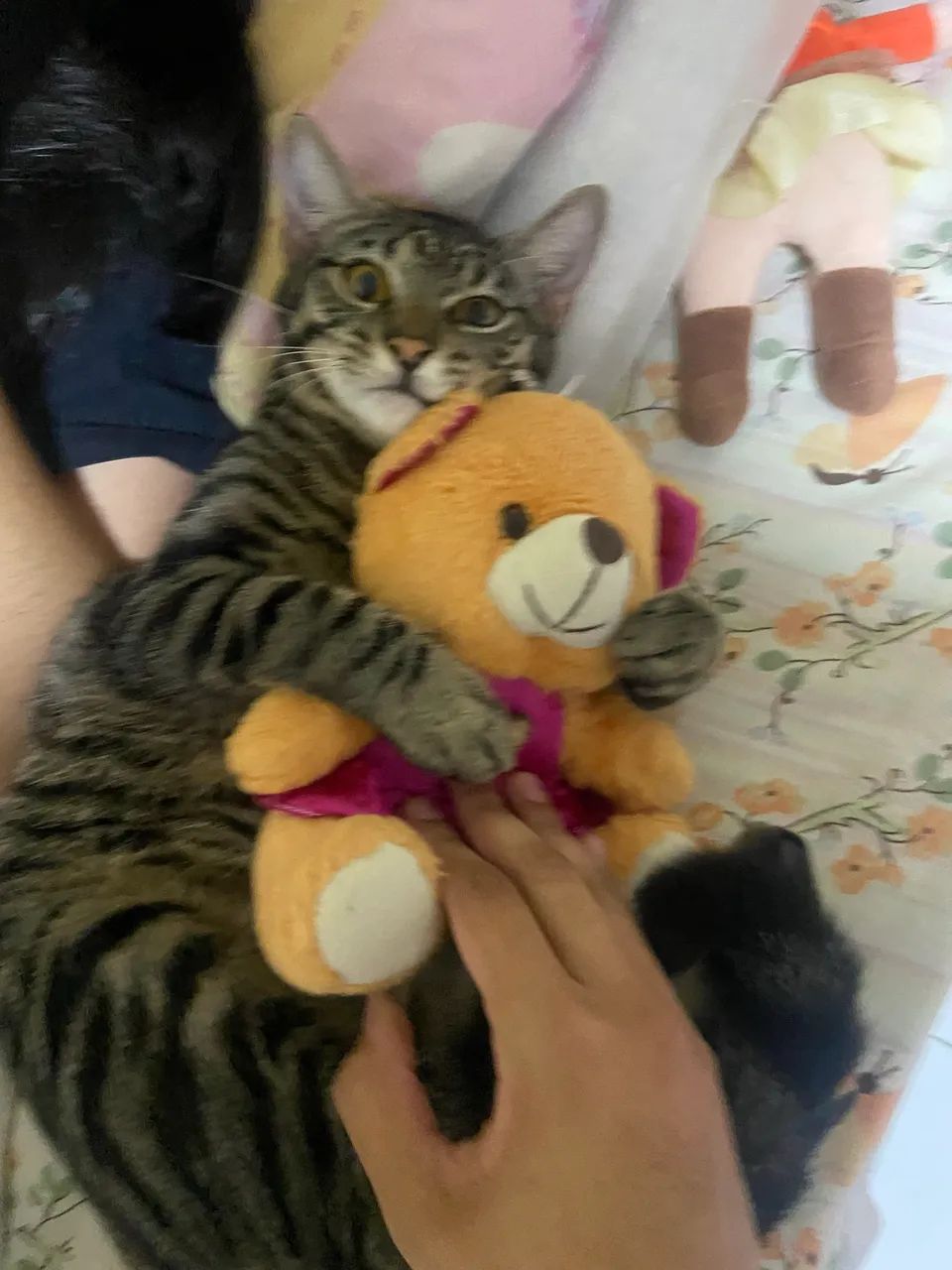 Gato Rajado - Foto 4