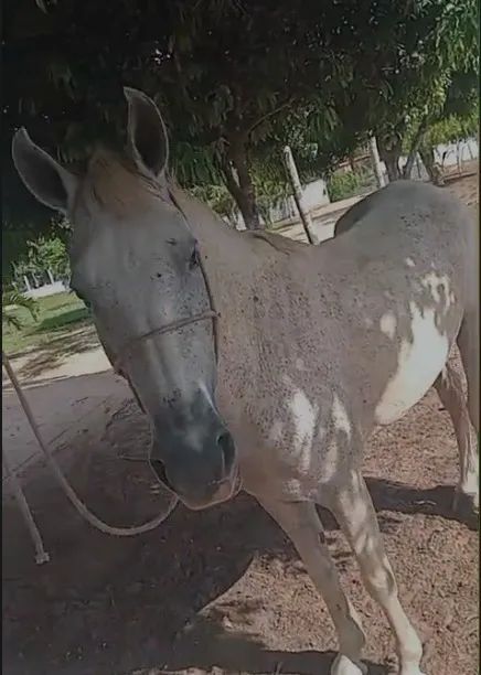 Vende-se 3 Cavalos,  Valor na descrição