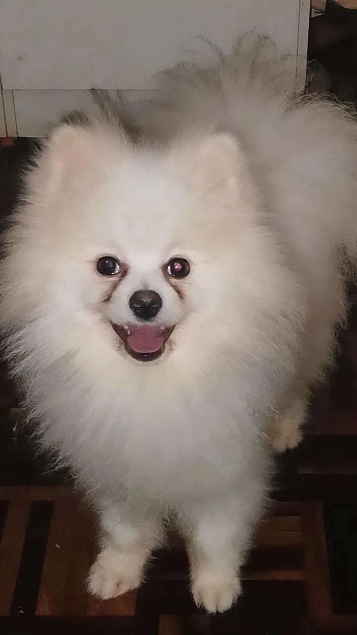 Spitz alemão macho 