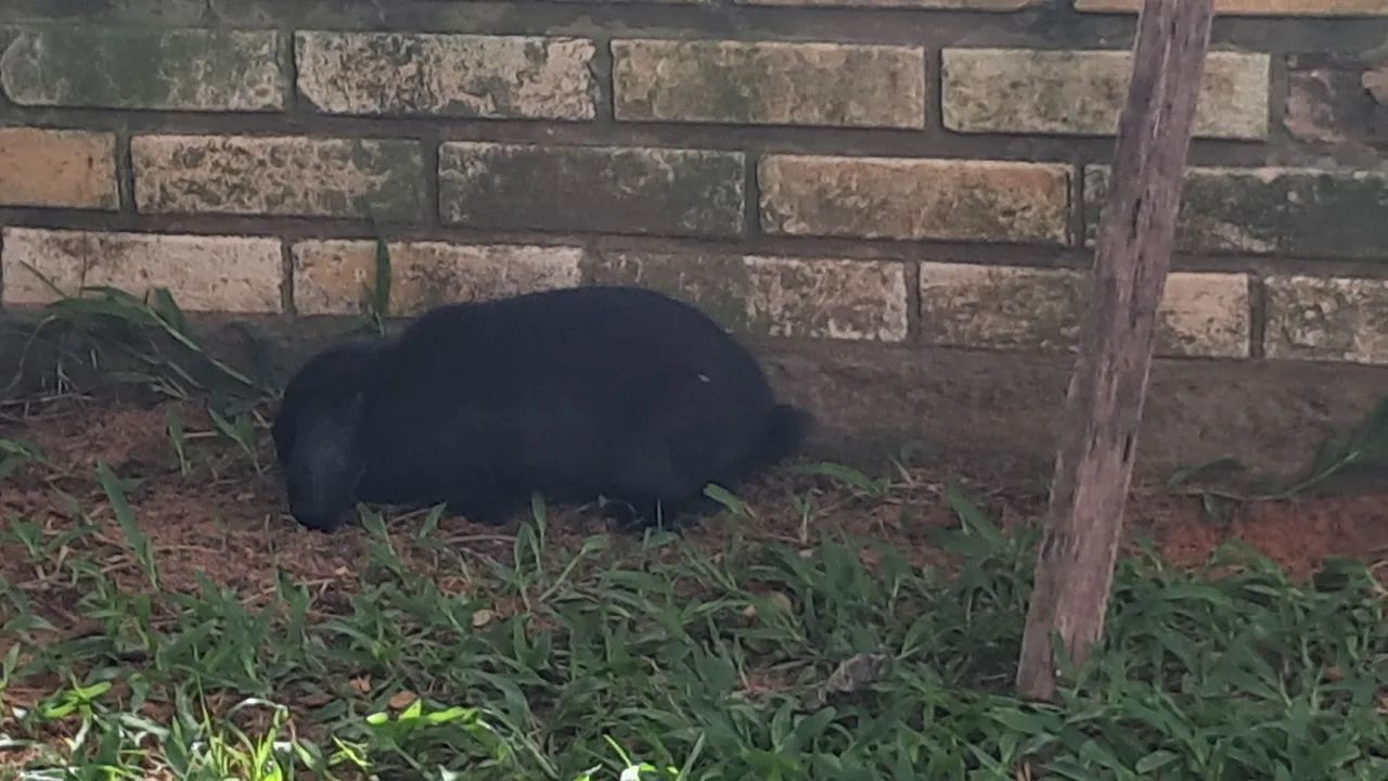 COELHOS MINI LOP - Foto 6