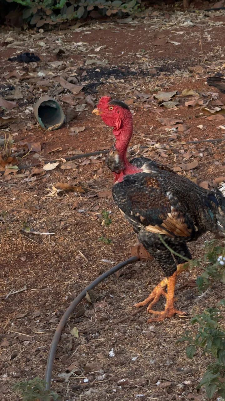 Frango - Foto 2