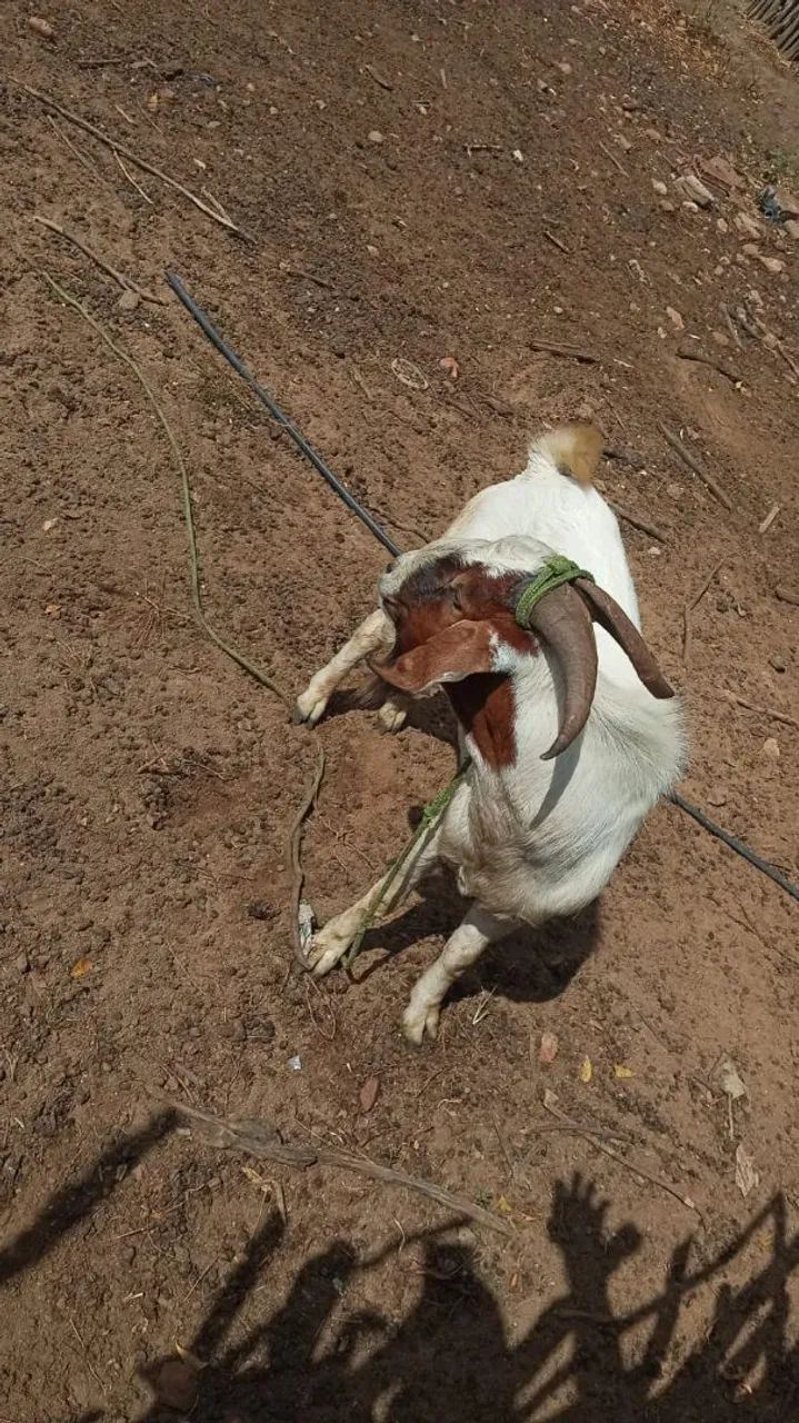 Vendo esse bode top - Foto 2