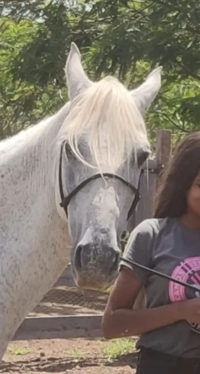 Cavalo  - Foto 3