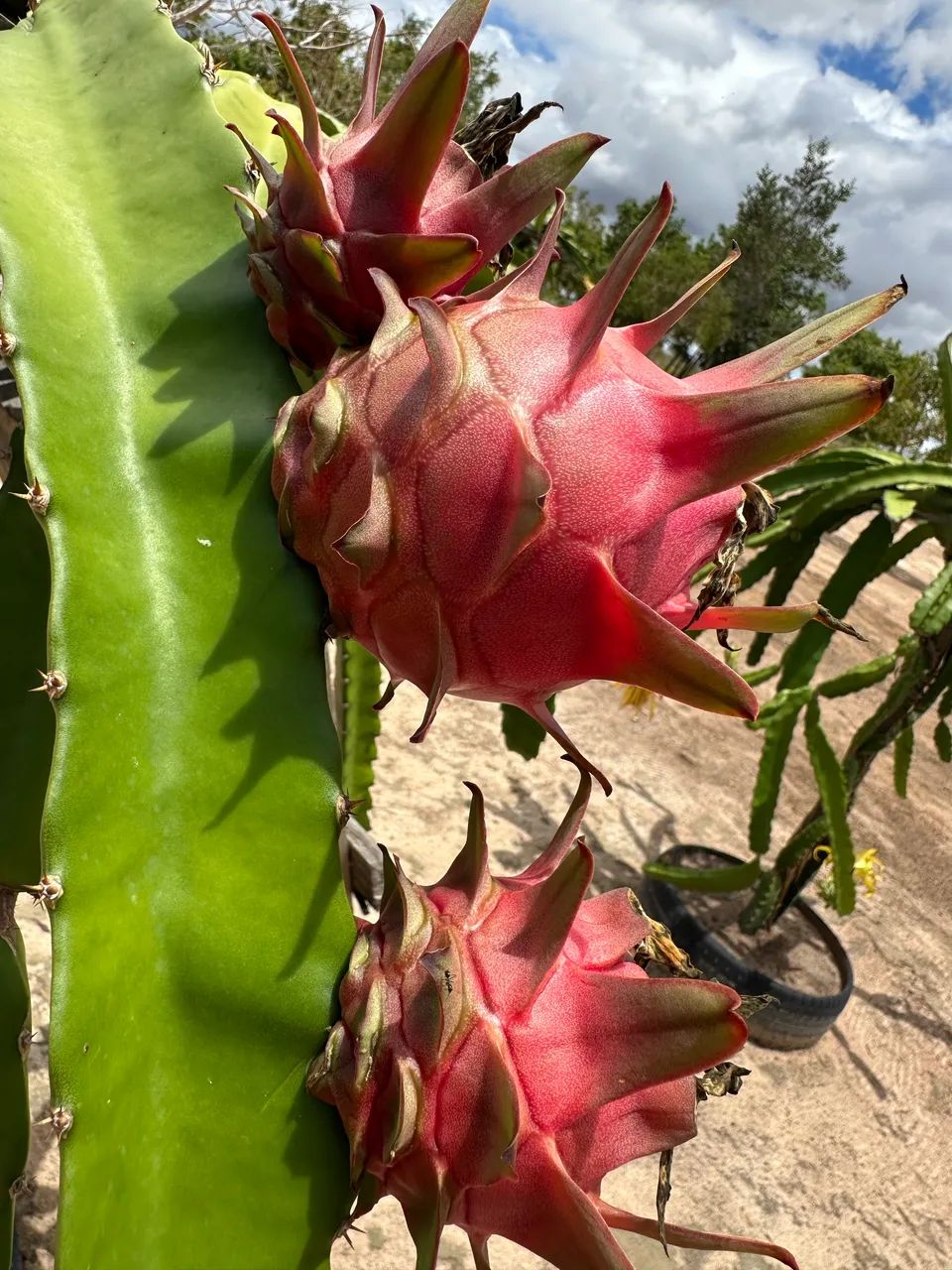 Muda de Pitaya  - Foto 4